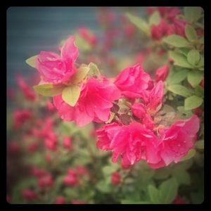 Meet your Posher, Natalie